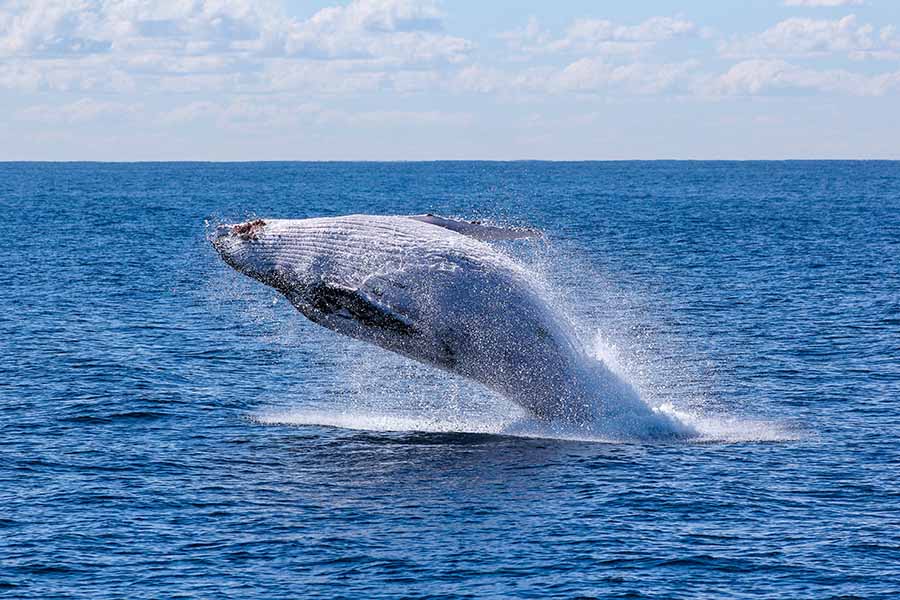 things to do outside brisbane in winter whale watching