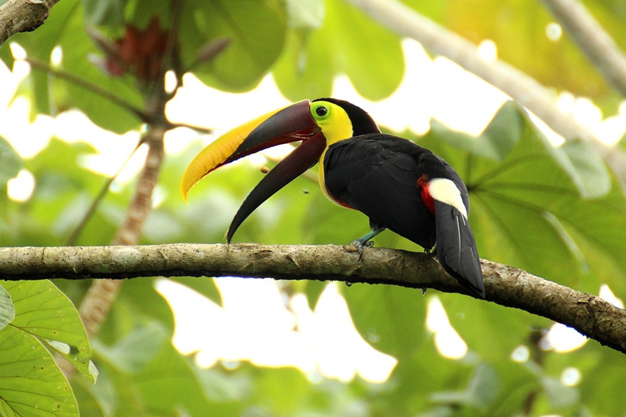 Costa Rica Toucan