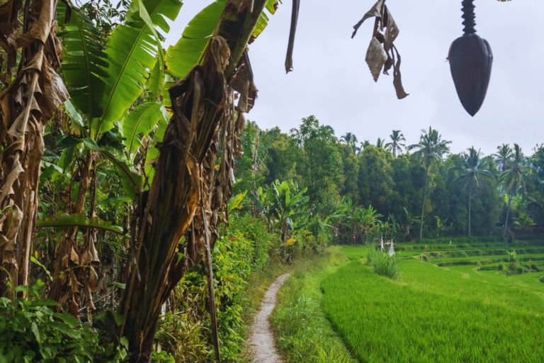 Ultimate Travel Guide To Munduk: Where to Stay, Eat & Do - Breathing Travel