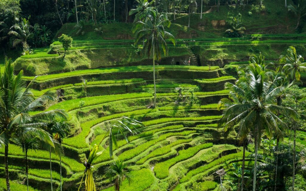 Beautiful rice terraces in the morning light near Tegallalang village, Ubud,
Bali, Indonesia.