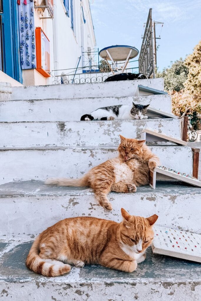 Cats relaxing on white stone stairs in Paros, Greece.