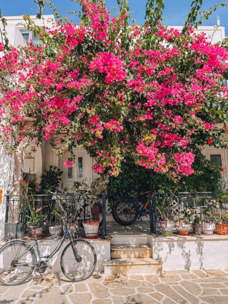 ギリシャのパロス島に咲くブーゲンビリア。近くに自転車が停まっている。