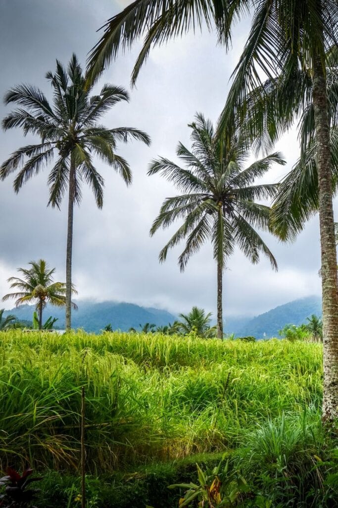 Lush tropical palm trees with mountain views in Munduk, Bali.