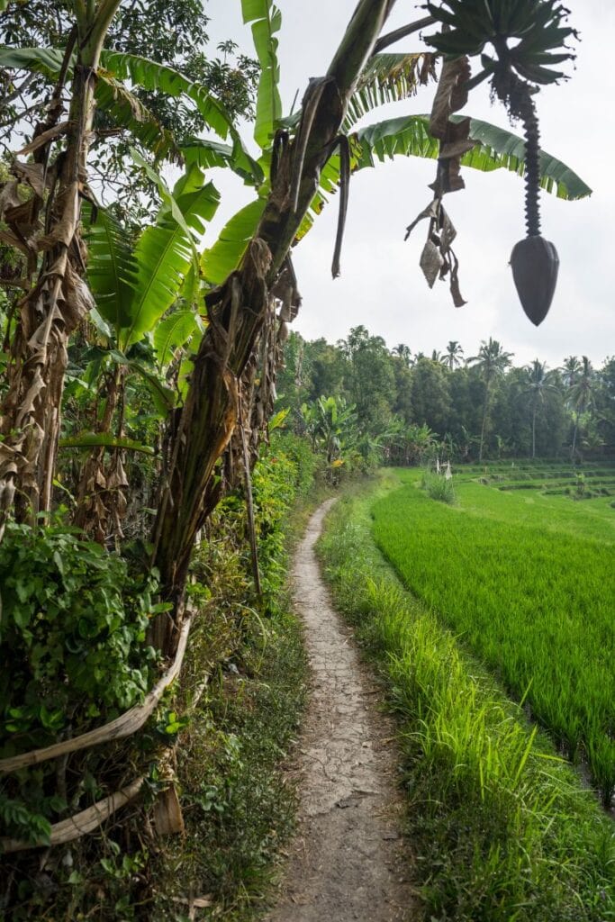 Scenic rice field path in Bali with lush greenery and banana trees.