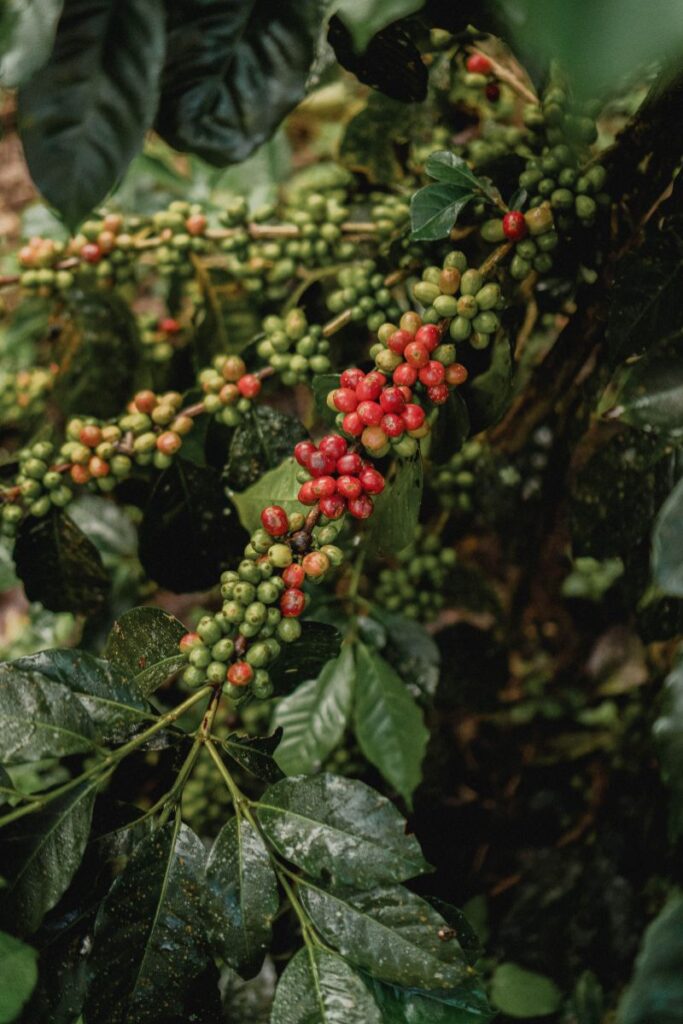 Coffee cherries on a branch with green and red berries in a coffee plantation.